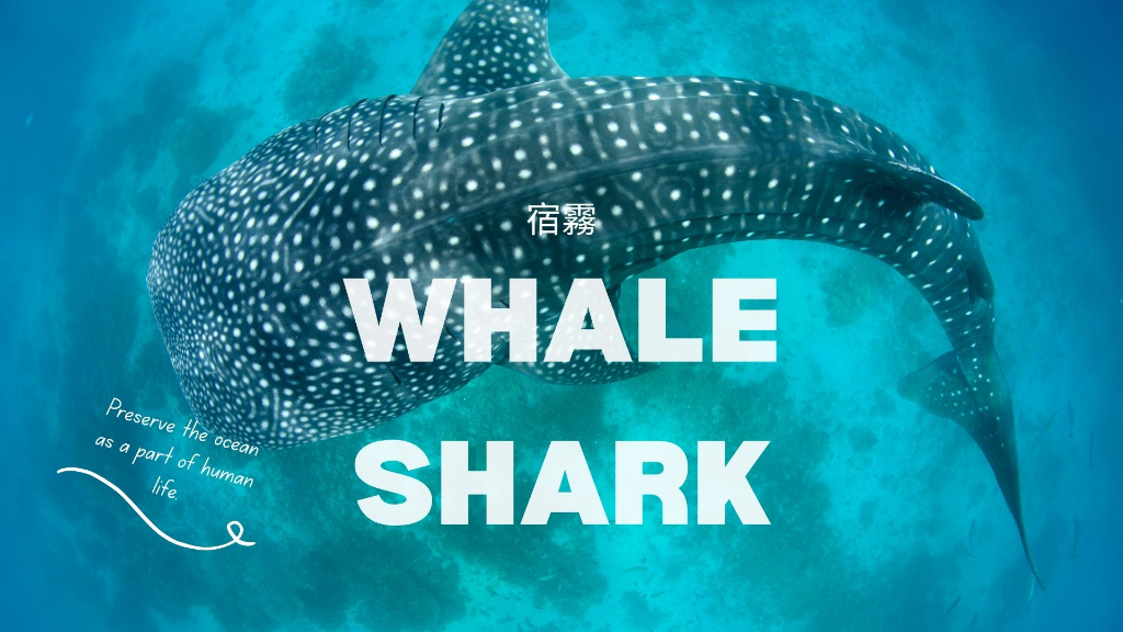 宿霧Oslob歐斯陸鯨鯊主圖