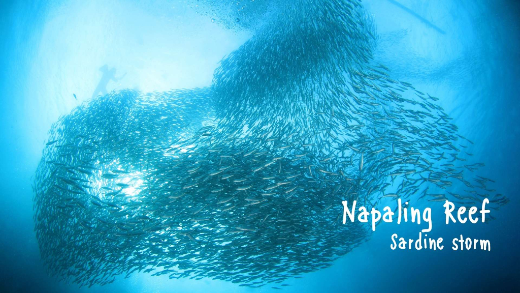 Napaling Reef沙丁魚風暴