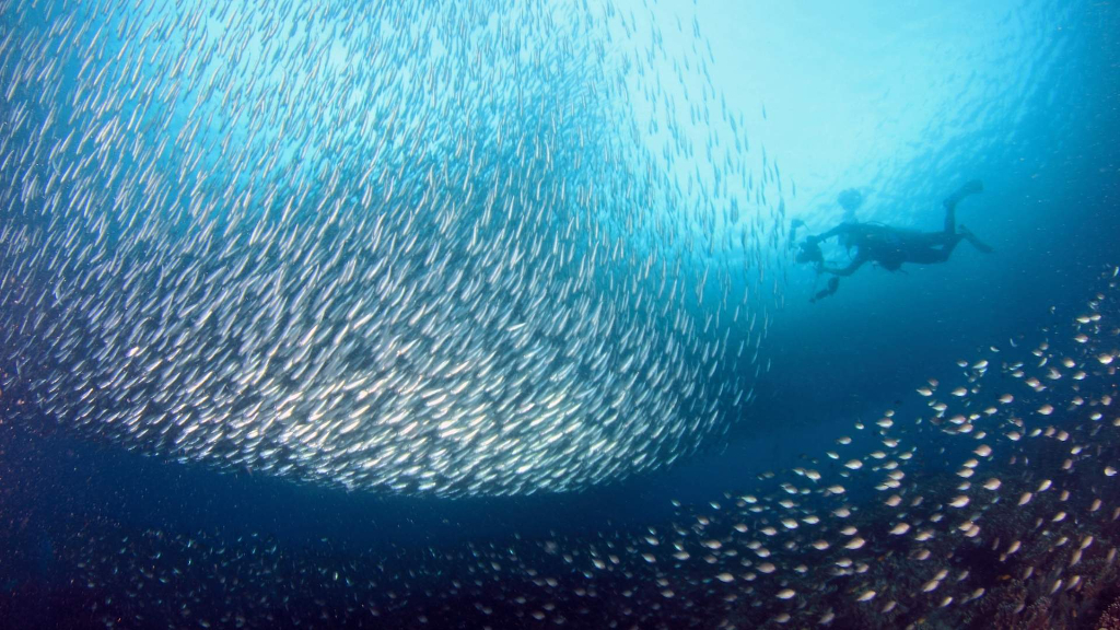 墨寶沙丁魚風暴