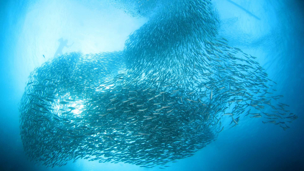 墨寶沙丁魚風暴