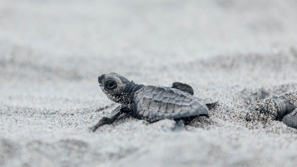 Pawikan sea turtle